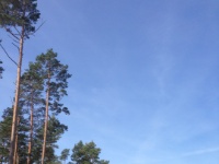 2016-05-08 09h51m30 - Hoge bomen - Rob Eveleens